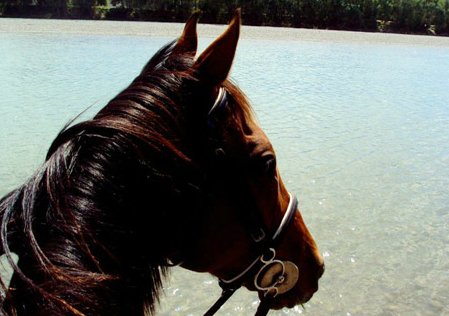 New Zealand horse riding